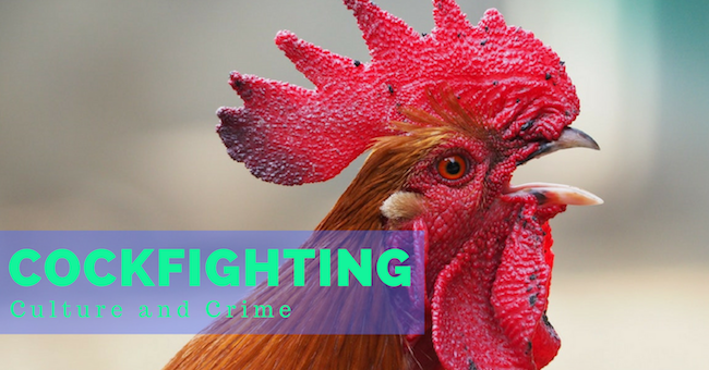 Cockfighting Culture and Crime, Red crested rooster crowing