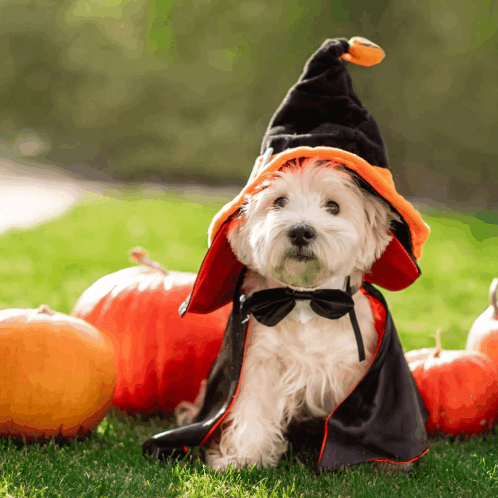 Dog in costume at a fall-themed event, part of Halloween events in Houston 2025.