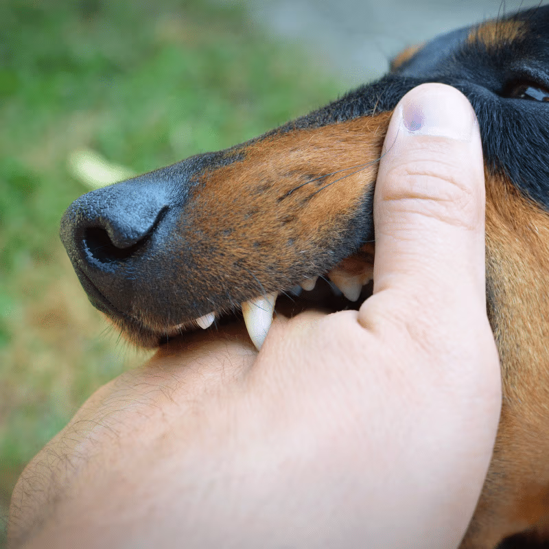Close up of a dog biting a person’s hand, showing a dog bite injury